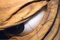 Puppenbau-Auge des Fressmonsters