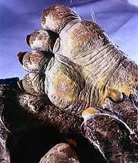 Puppenbau-Fuss eines Giftzwerges