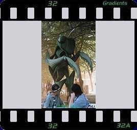 Puppenbau-Gottesanbeterin, Stelzenpuppe